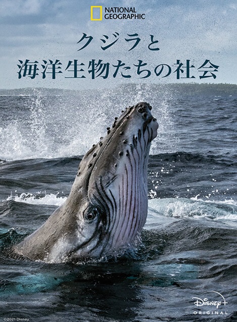 [DVD] クジラと海洋生物たちの社会